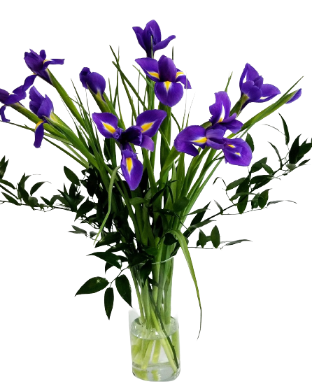 Iris Splendor